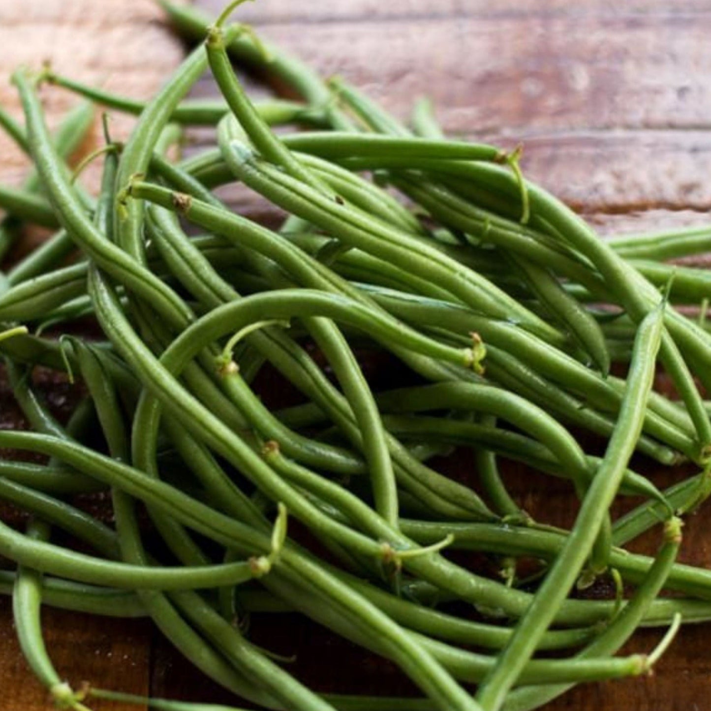 Maxibel Haricot Bean (Bush) seeds green bush beans Seedtime Store on Tampa Home & Garden Store