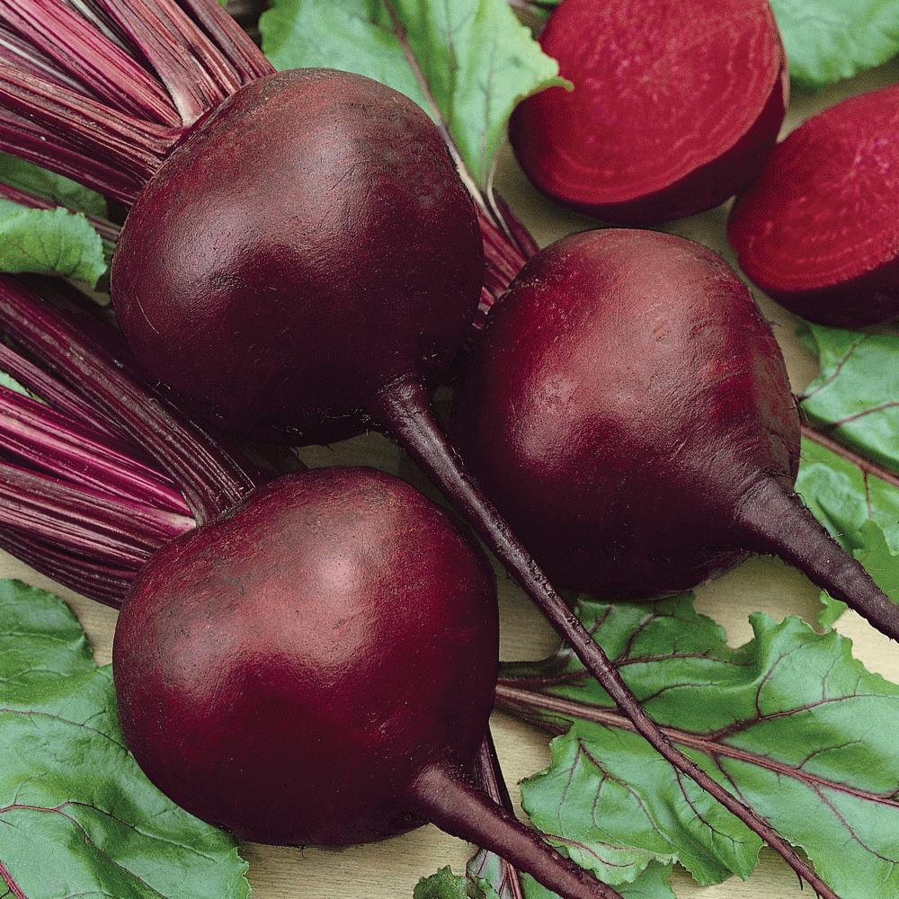 Detroit Dark Red Beet roots with deep red-violet color and vibrant greens Seedtime Store seeds on Tampa Home & Garden Store