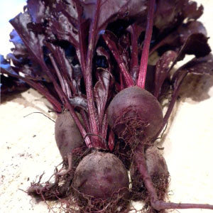 BEET Seeds, Bull's Blood - Tampa Home & Garden Store