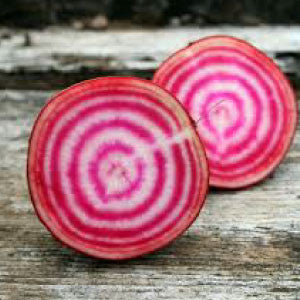 BEET Seeds, Chioggia - Tampa Home & Garden Store