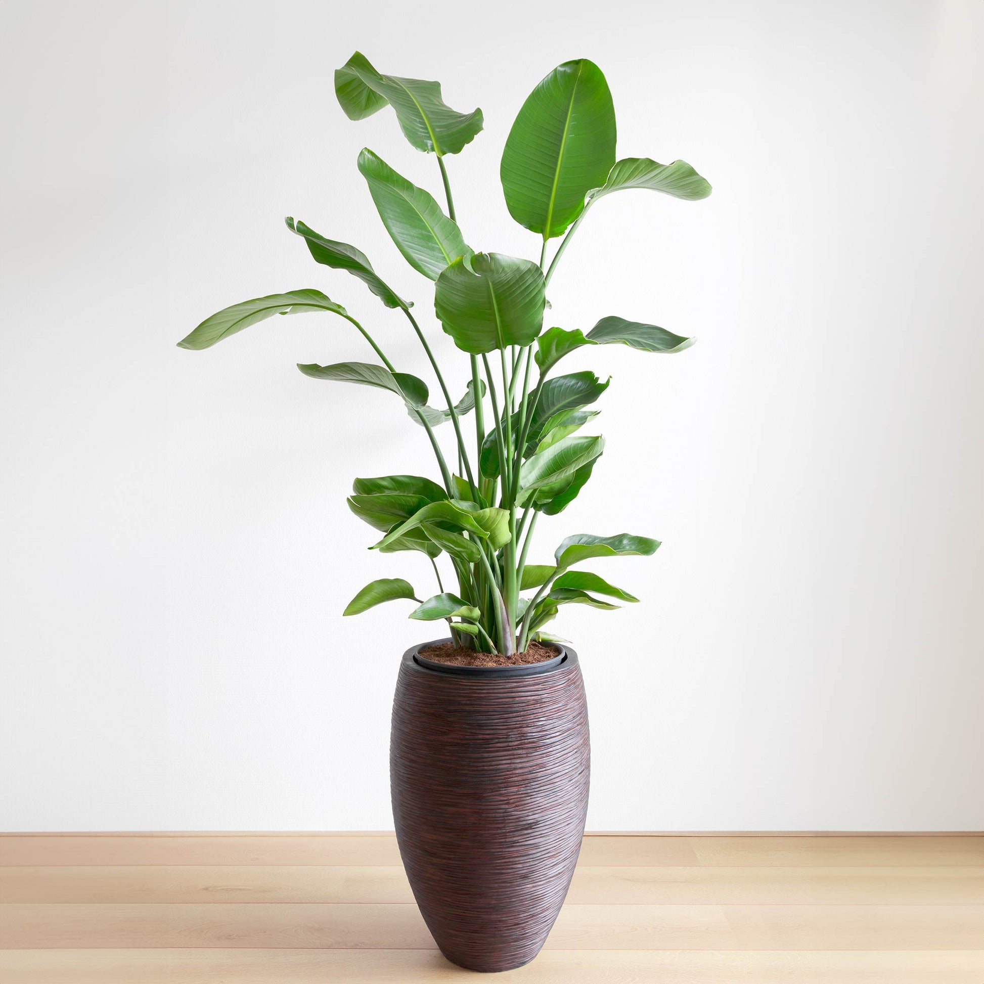 Bird of Paradise plant in a tall dark ribbed pot with lush green leaves Live Good Logistics on Tampa Home & Garden Store