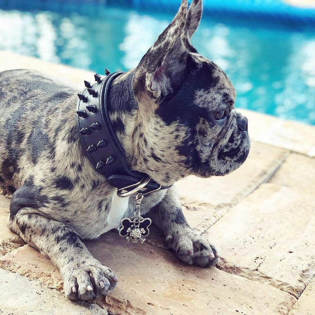BLACK "Frenchie" collar - Tampa Home & Garden Store
