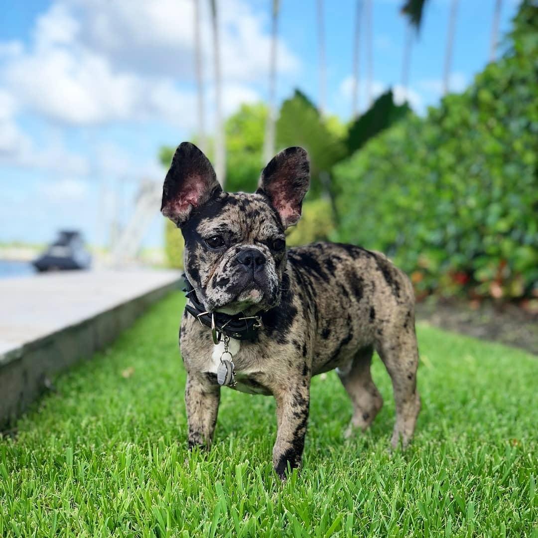 BLACK "Frenchie" collar - Tampa Home & Garden Store