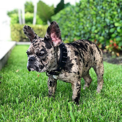 BLACK "Frenchie" collar - Tampa Home & Garden Store