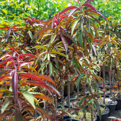 Bonfire Patio Peach plant by Live Good Logistics with reddish-purple leaves in pots on Tampa Home & Garden Store