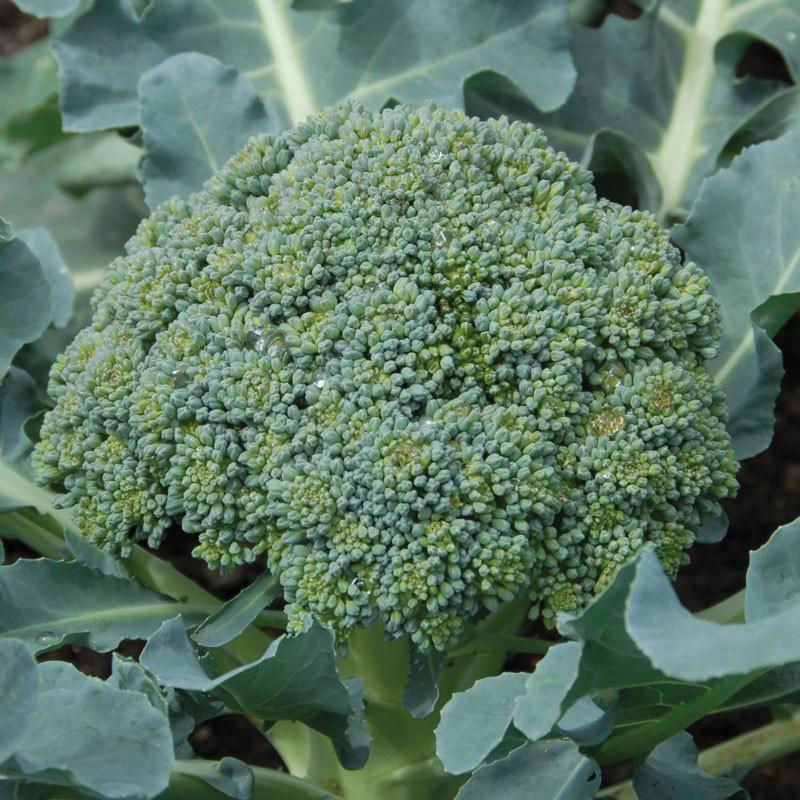 Calabrese broccoli seeds close-up of a green broccoli head with leafy blue-green fronds on Tampa Home & Garden Store