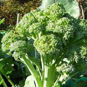 BROCCOLI Seeds, Calabrese - Tampa Home & Garden Store