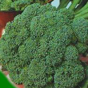 BROCCOLI Seeds, Waltham - Tampa Home & Garden Store