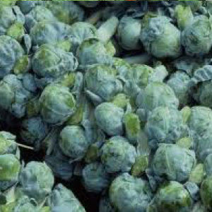 BRUSSEL SPROUT Seeds, Long Island - Tampa Home & Garden Store