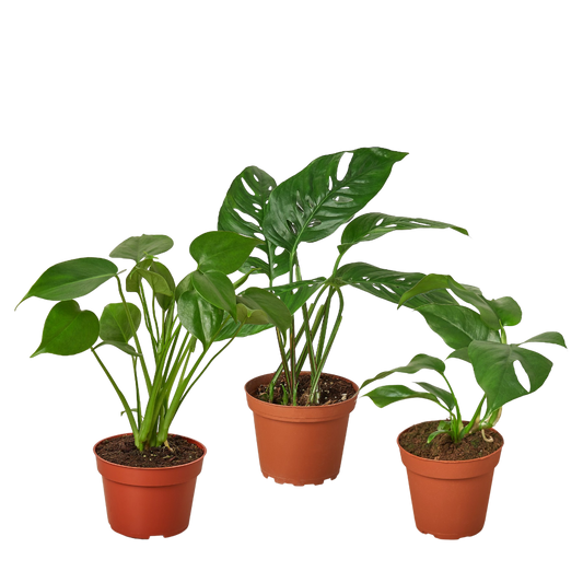 Monstera Bundle: trio of potted Monstera with split leaves in terracotta pots by House Plant Shop on Tampa Home & Garden Store