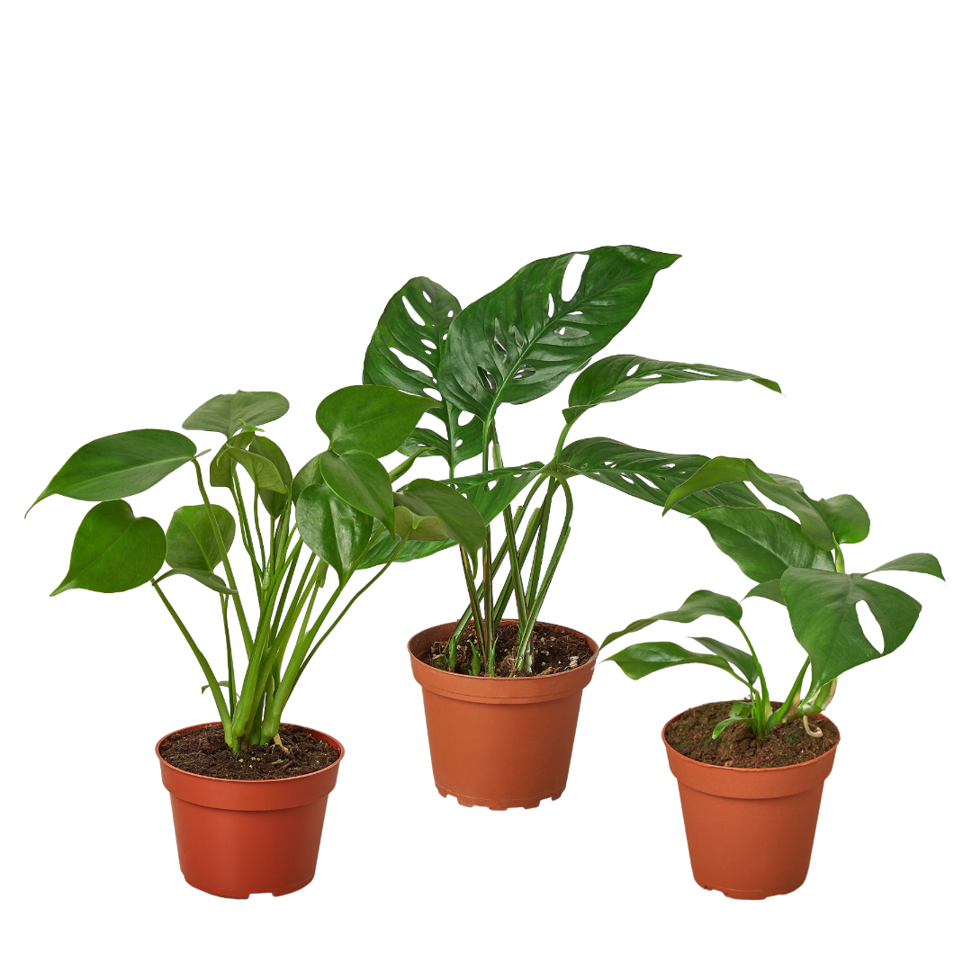 Monstera Bundle: three Monstera houseplants in terracotta pots by Rooted Treasures Farms on Tampa Home & Garden Store