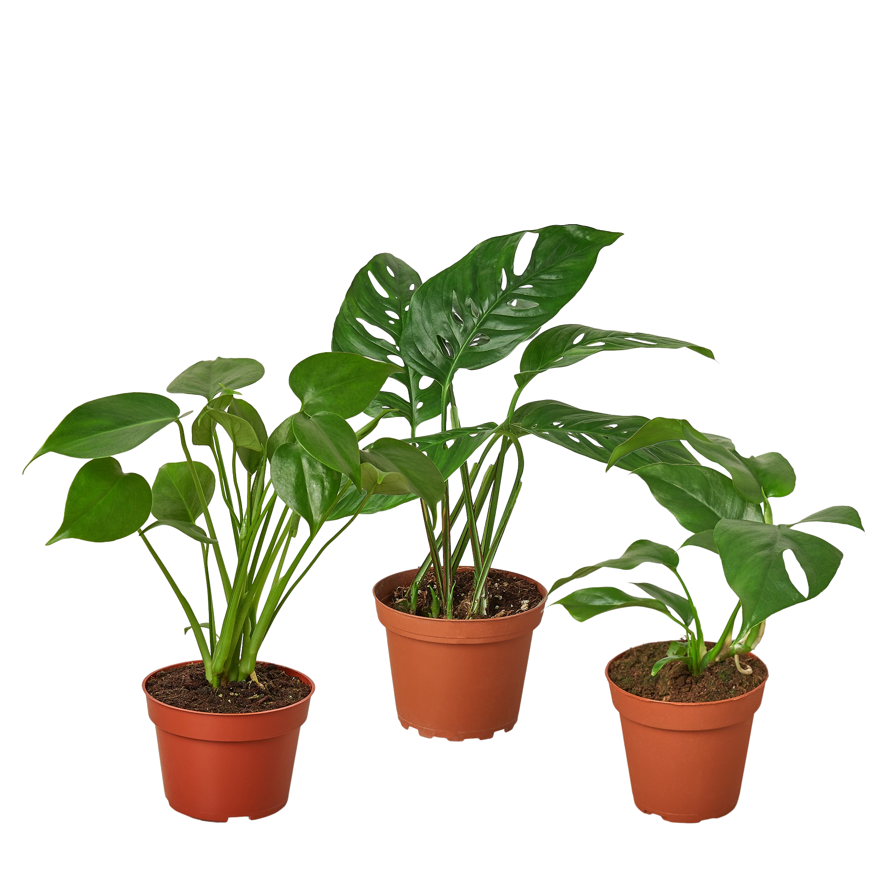 Monstera Bundle: 3 potted plants with split leaves Rooted Treasures Farms on Tampa Home & Garden Store