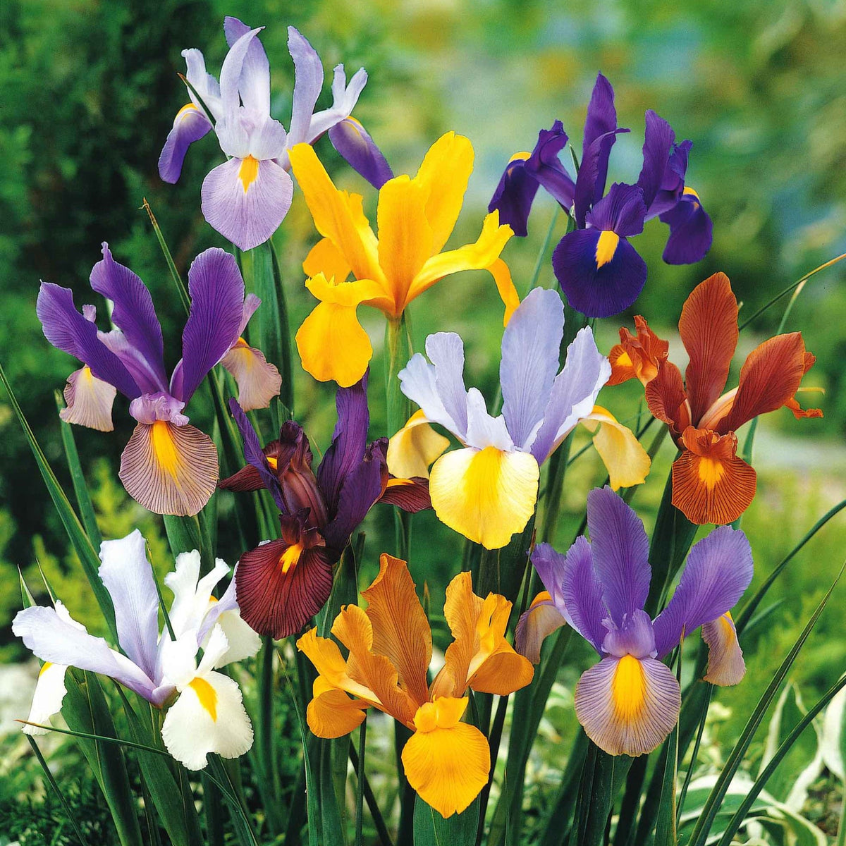 Dutch Iris Mix with purple, yellow, white blooms among green leaves on Tampa Home & Garden Store