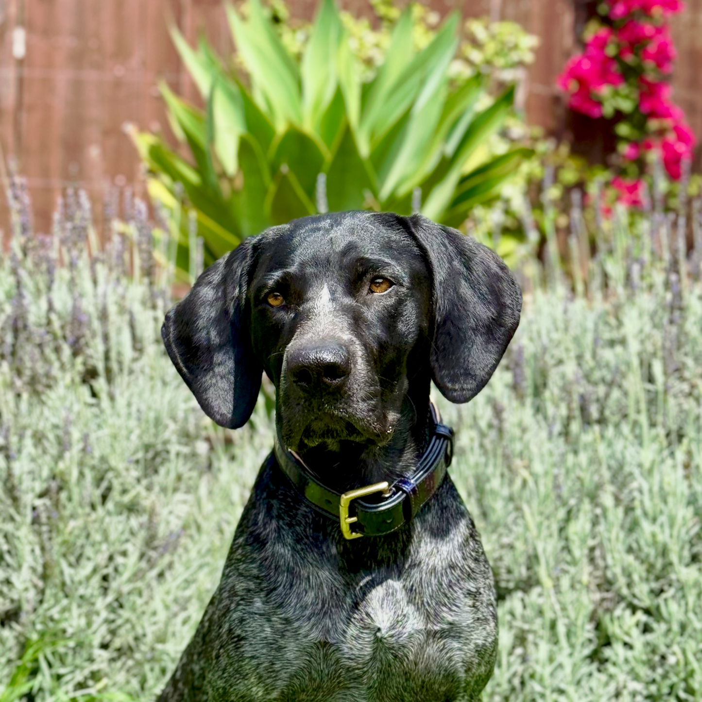 Revolution Patent Blue Leather Dog Collar Halter Ego blue leather with brass buckle on Tampa Home & Garden Store