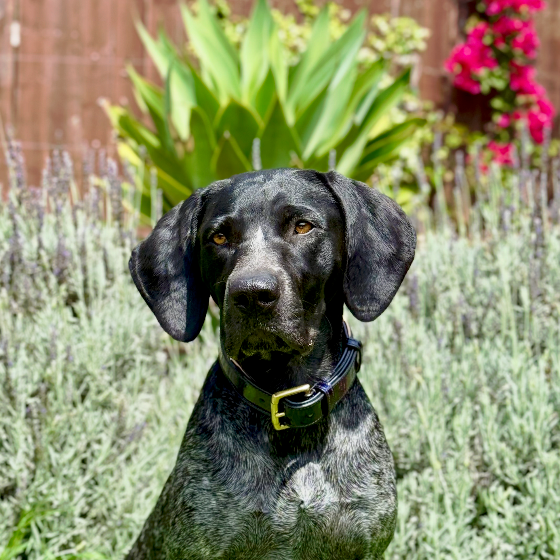 Revolution Patent Blue Leather Dog Collar Halter Ego blue leather with brass buckle on Tampa Home & Garden Store
