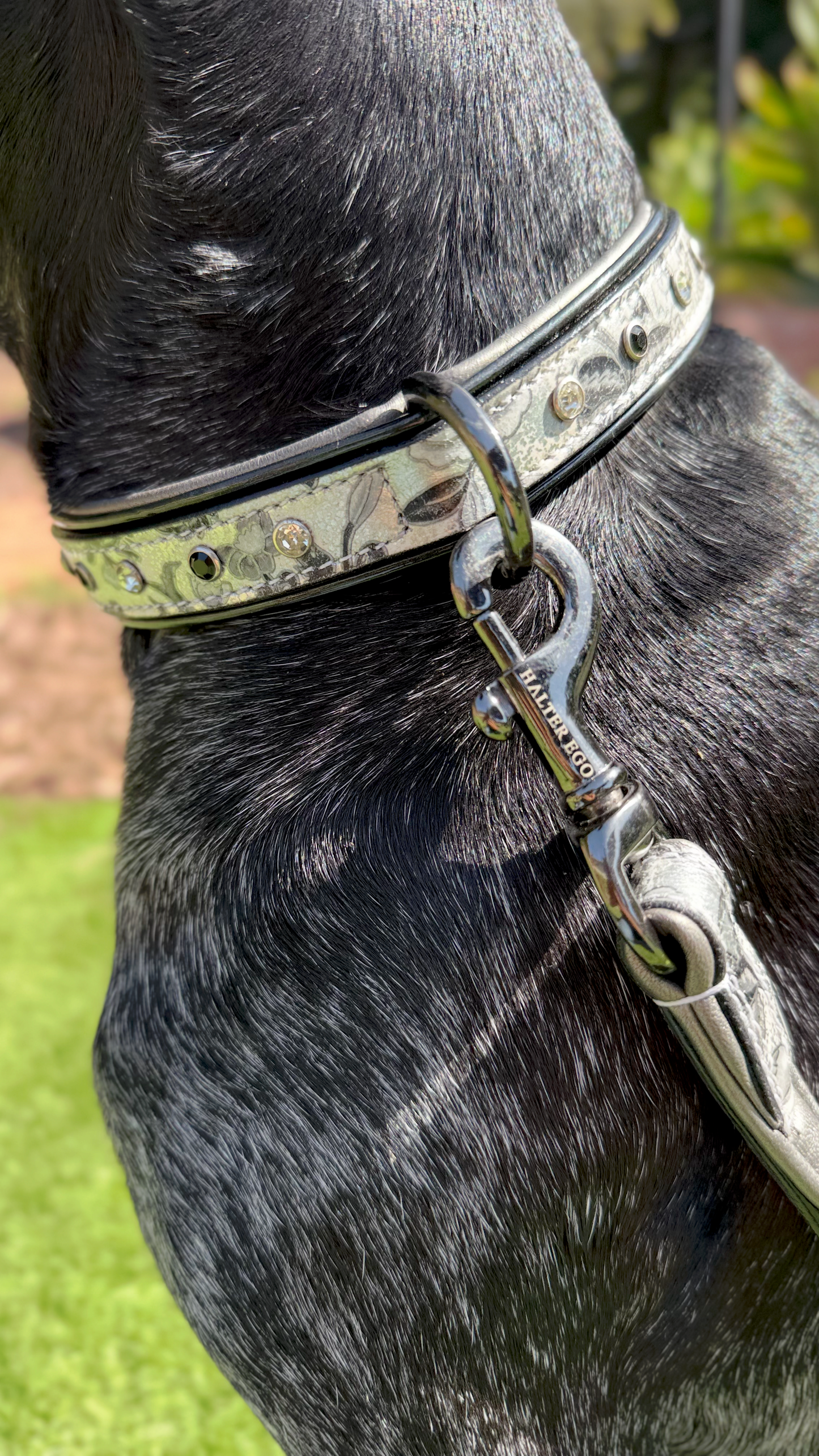 Dog Collar Venetian Leather by Halter Ego in grey camouflage leather with metal rivets on Tampa Home & Garden Store