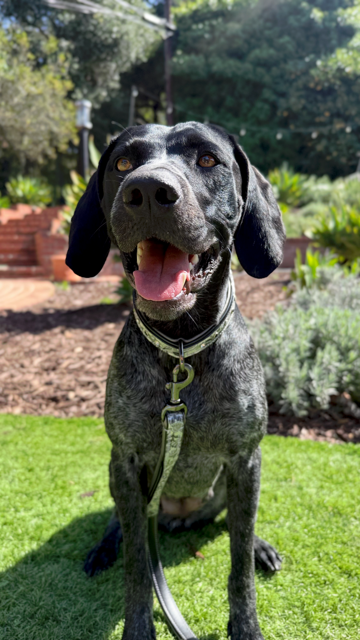 Venetian Leather Dog Collar Halter Ego olive collar with metal hardware on Tampa Home & Garden Store