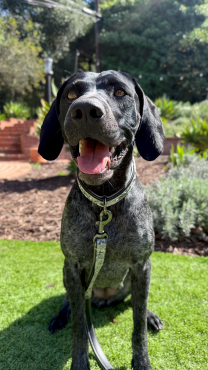 Venetian Leather Dog Collar Halter Ego olive collar with metal hardware on Tampa Home & Garden Store