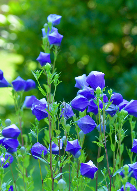 Balloon Flower Plant (Platycodon grandiflorus)
