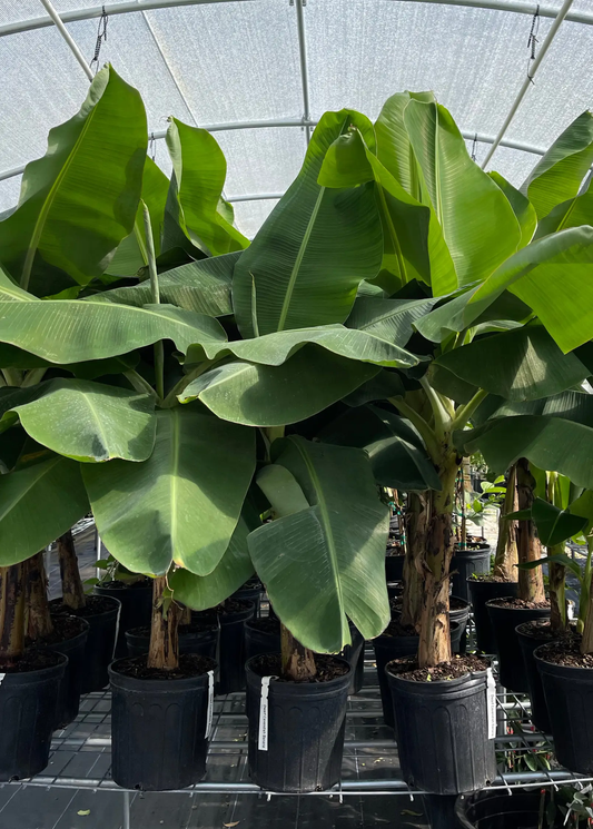 Banana Tree Dwarf Cavendish tropical fruit tree in pots, Sow Exotic brand, multiple plants on Tampa Home & Garden Store