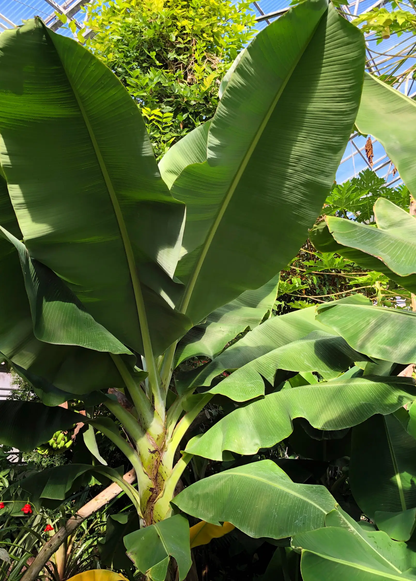 Banana 'Dwarf Cavendish' (Musa acuminata) - Tampa Home & Garden Store