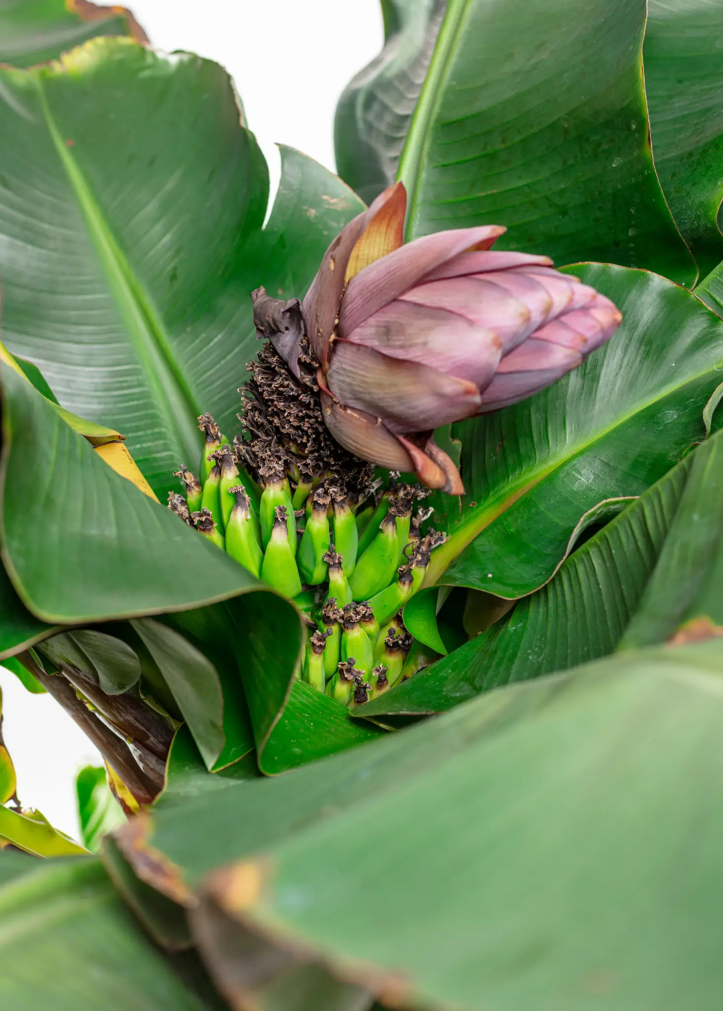 Banana 'Dwarf Cavendish' (Musa acuminata) - Tampa Home & Garden Store
