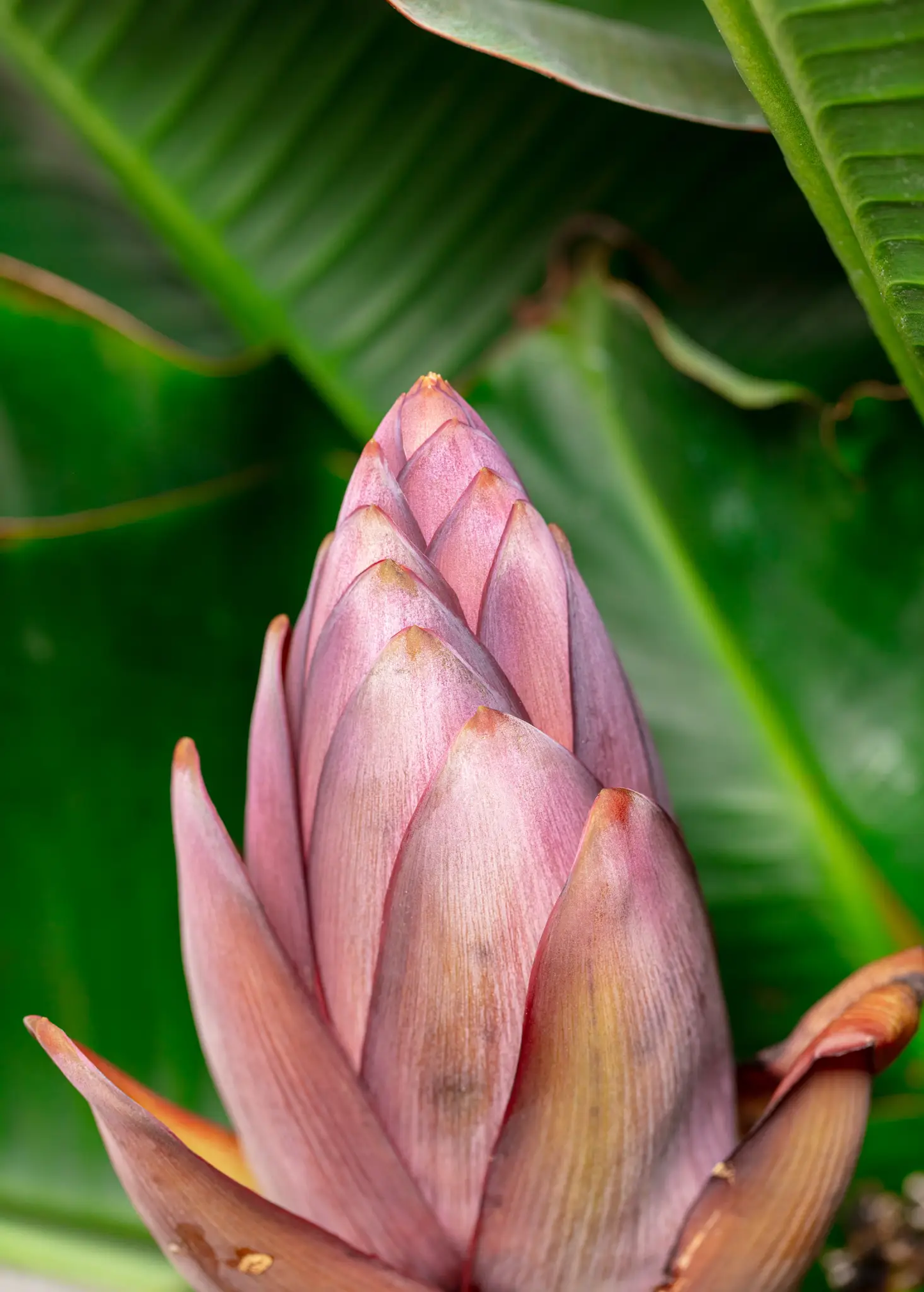 Banana 'Dwarf Cavendish' (Musa acuminata) - Tampa Home & Garden Store