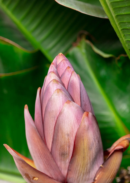 Banana 'Dwarf Cavendish' (Musa acuminata) - Tampa Home & Garden Store