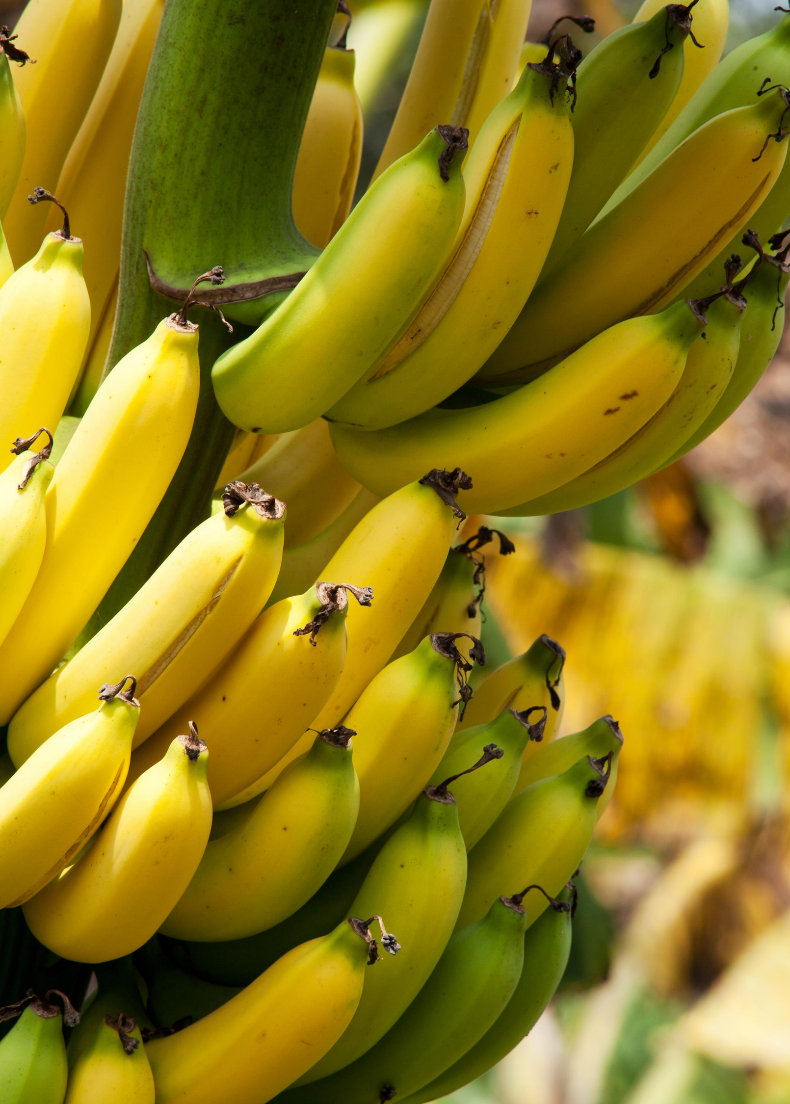 Banana 'Gran Nain' (Musa acuminata) - Tampa Home & Garden Store