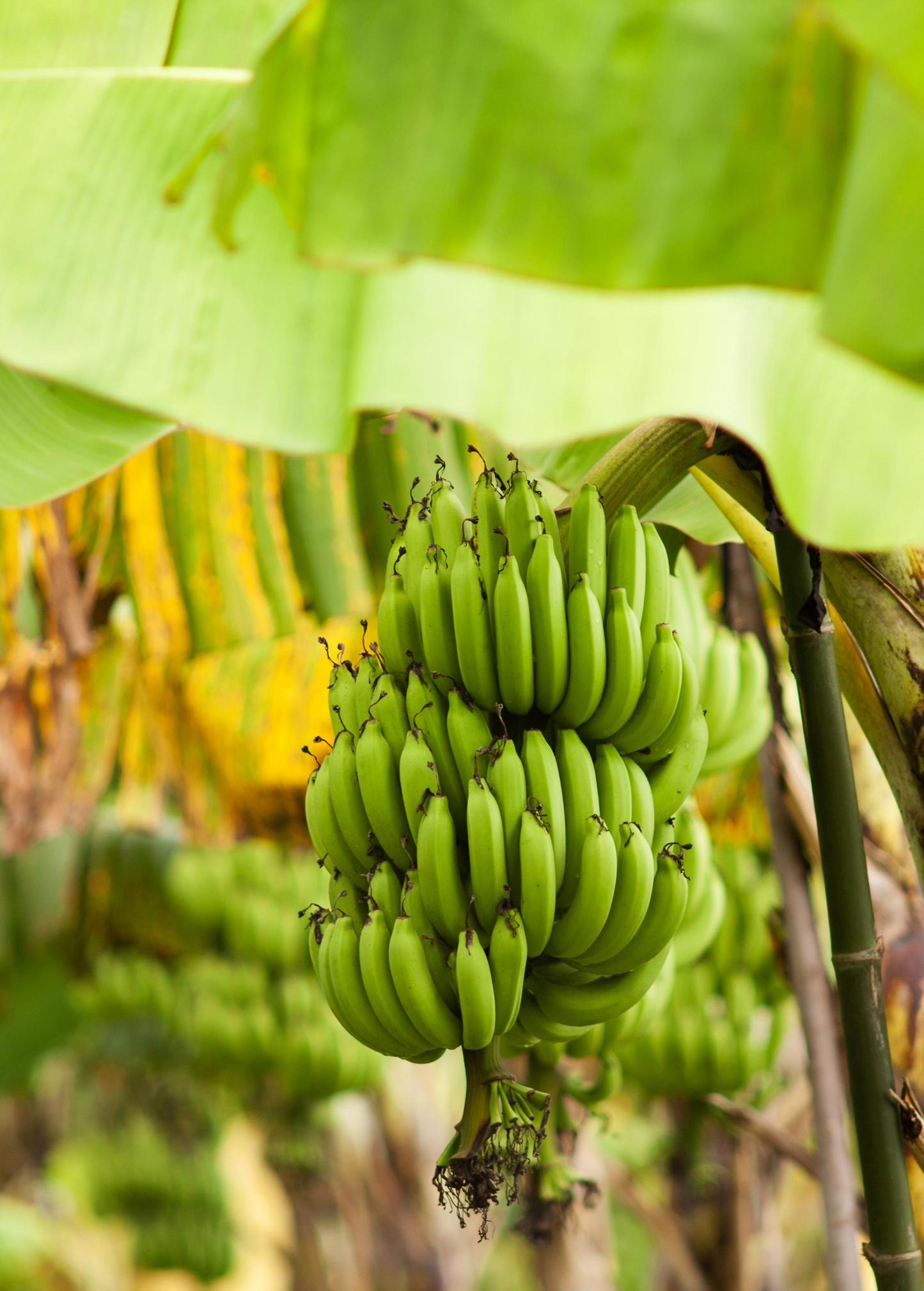 Banana 'Gran Nain' (Musa acuminata) - Tampa Home & Garden Store