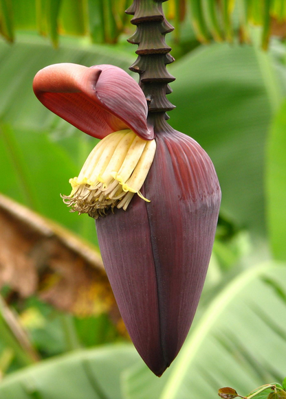 Banana 'Gran Nain' (Musa acuminata) - Tampa Home & Garden Store