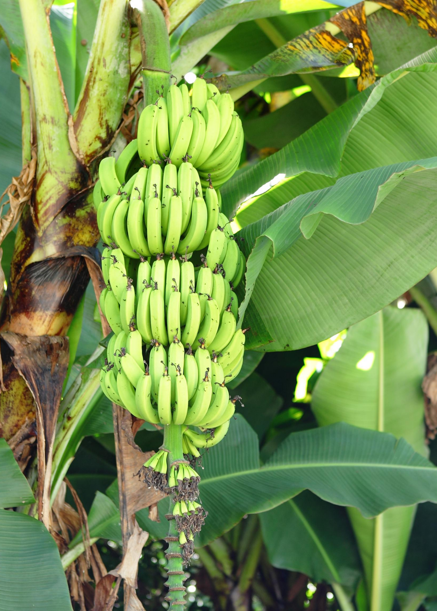 Banana 'Gran Nain' (Musa acuminata) - Tampa Home & Garden Store