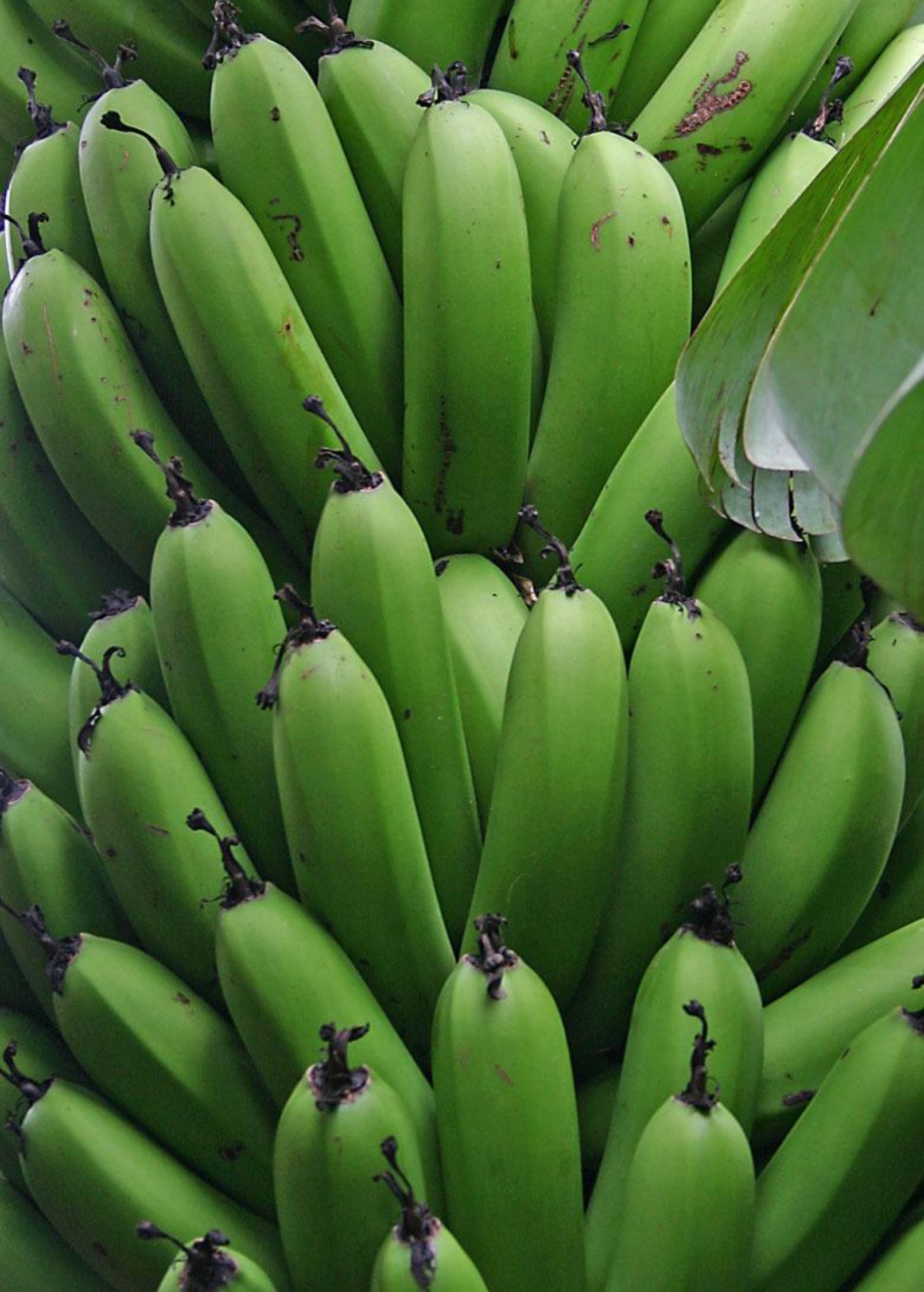 Banana 'Gran Nain' (Musa acuminata) - Tampa Home & Garden Store