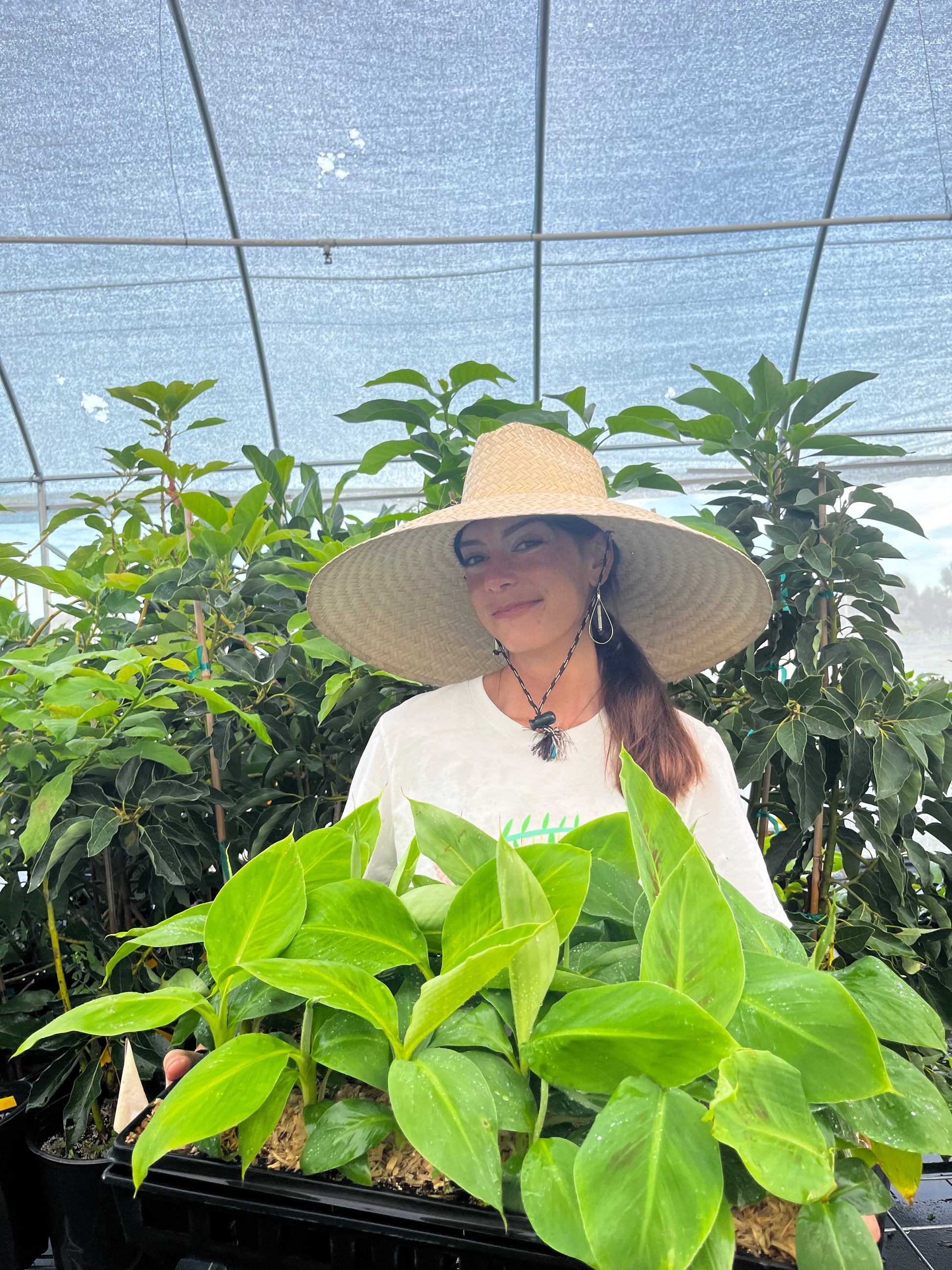 Banana 'Gran Nain' (Musa acuminata) - Tampa Home & Garden Store