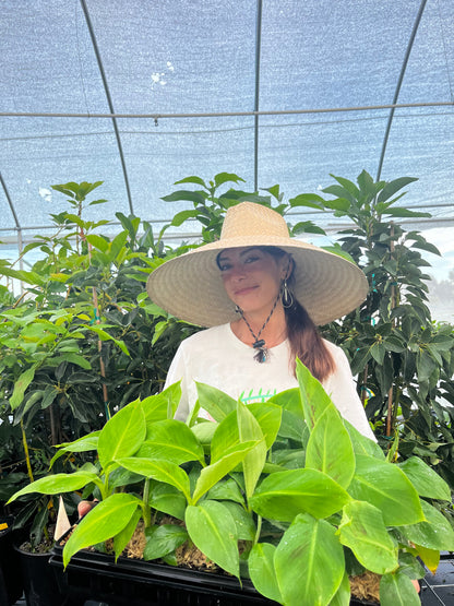 Banana 'Gran Nain' (Musa acuminata) - Tampa Home & Garden Store