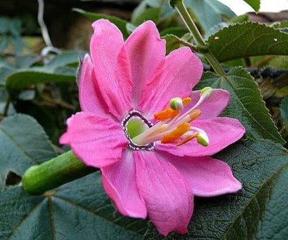 Banana Passion Fruit - 30 Seeds - Passion flower Maracuja, Banana Poka - Tampa Home & Garden Store