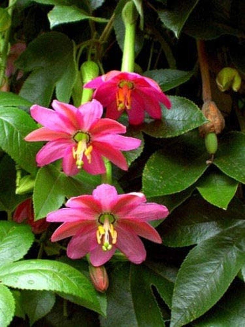 Banana Passion Fruit - 30 Seeds - Passion flower Maracuja, Banana Poka - Tampa Home & Garden Store