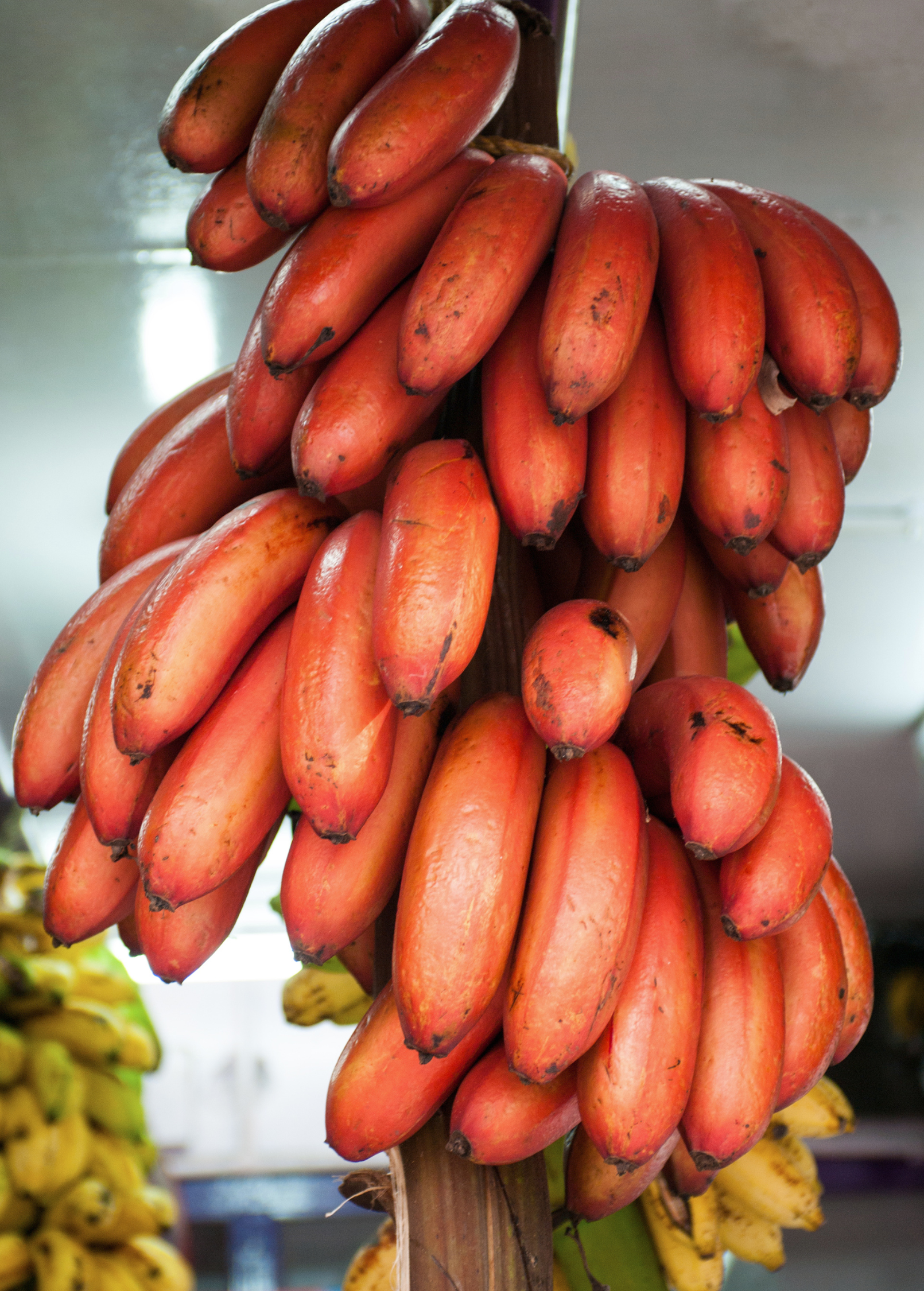 Banana 'Red Cuban' (Musa acuminata) - Tampa Home & Garden Store