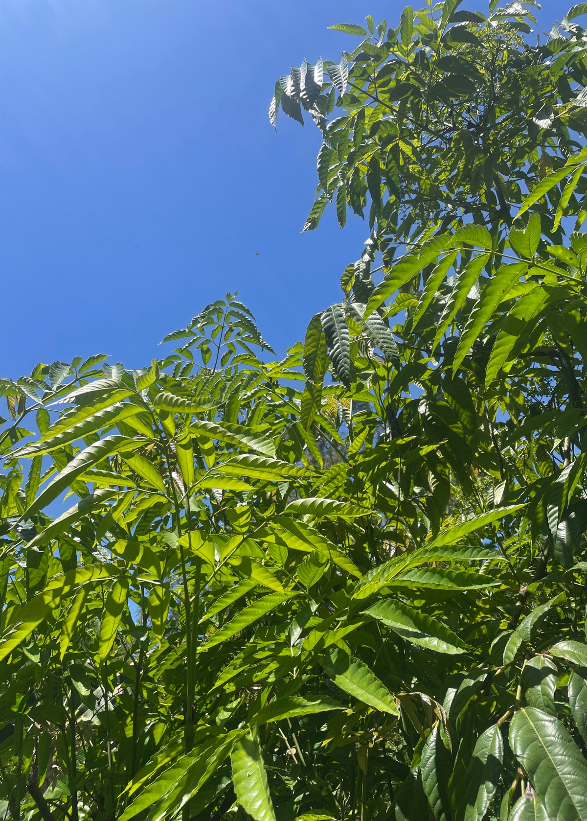 Bandicoot Berry Leea indica tropical fruit tree with bright green leaves against blue sky on Tampa Home & Garden Store