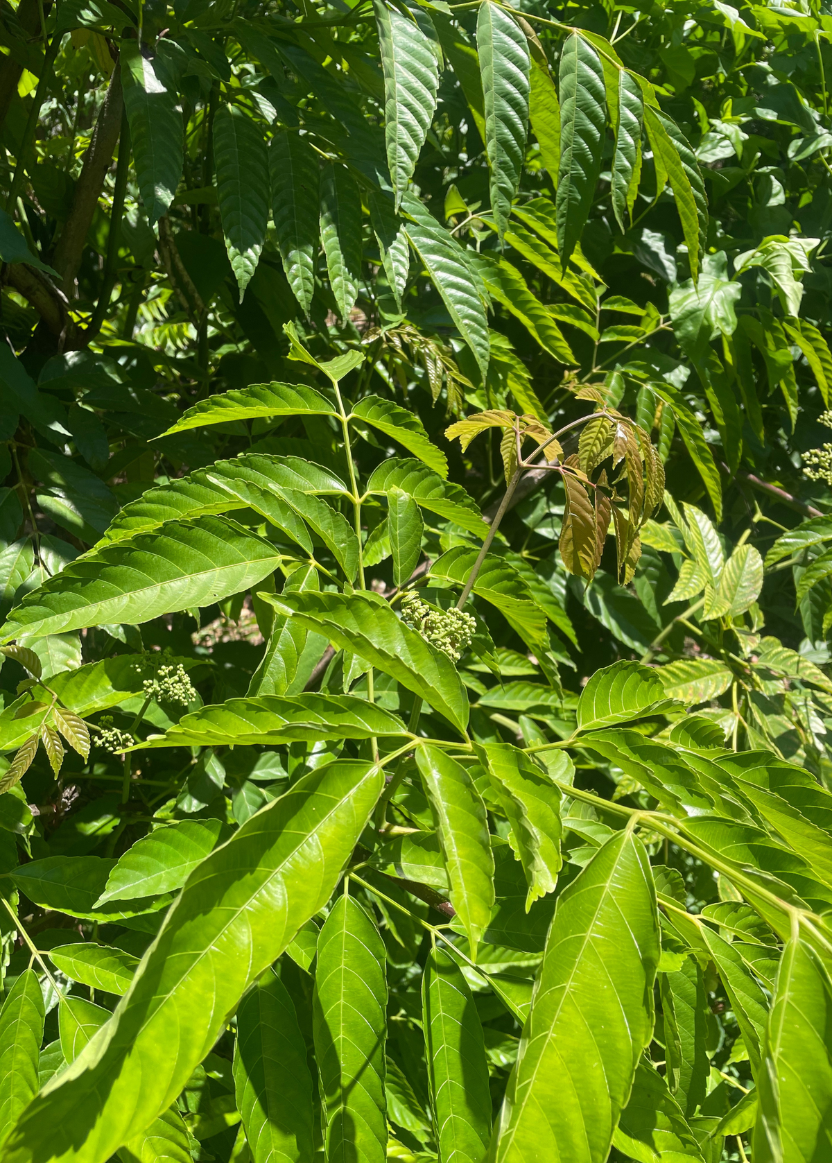 Bandicoot Berry tropical fruit tree with glossy pinnate leaves and small green flower clusters on Tampa Home & Garden Store