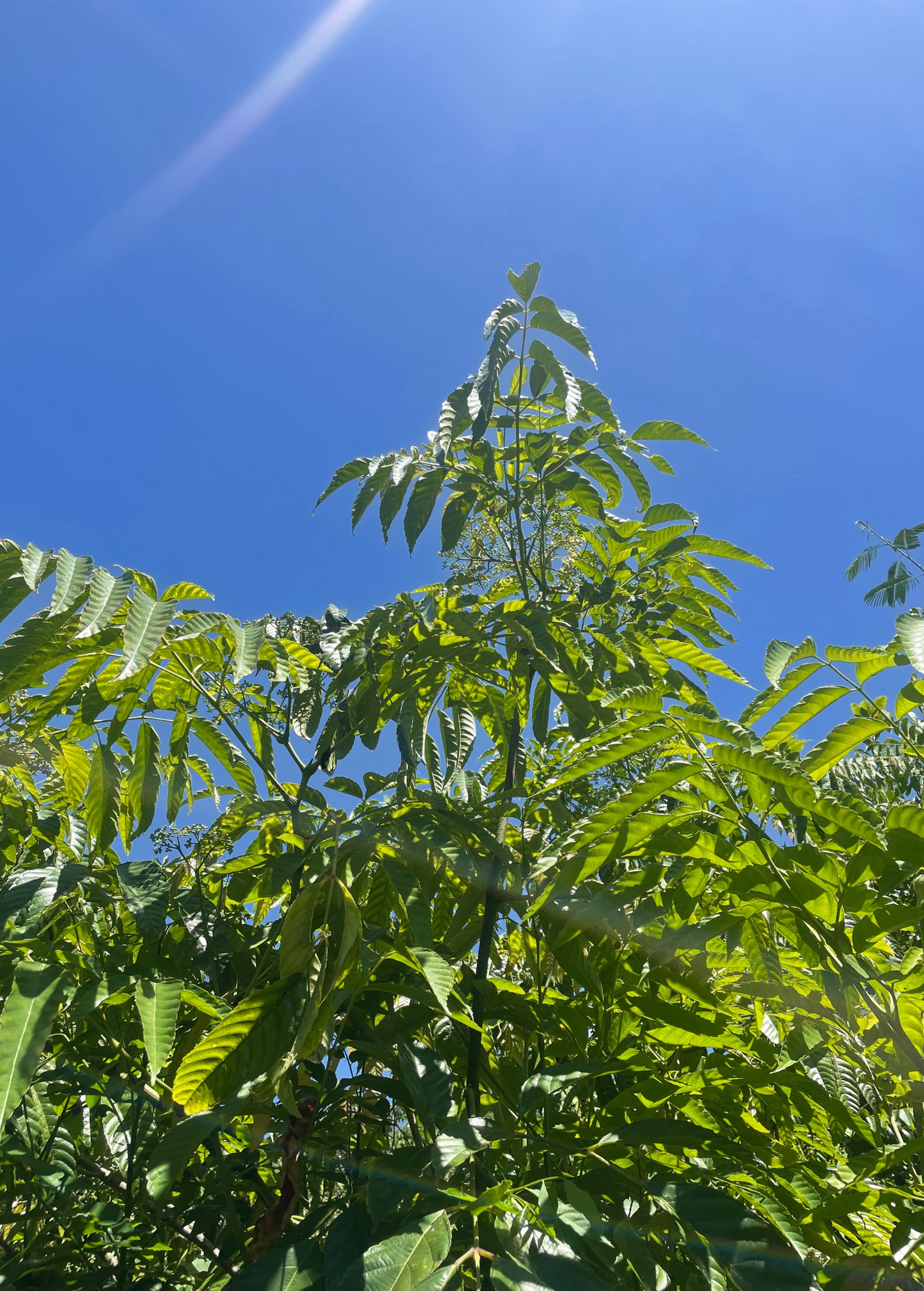 Bandicoot Berry tree (Leea indica) with glossy compound leaves against blue sky on Tampa Home & Garden Store