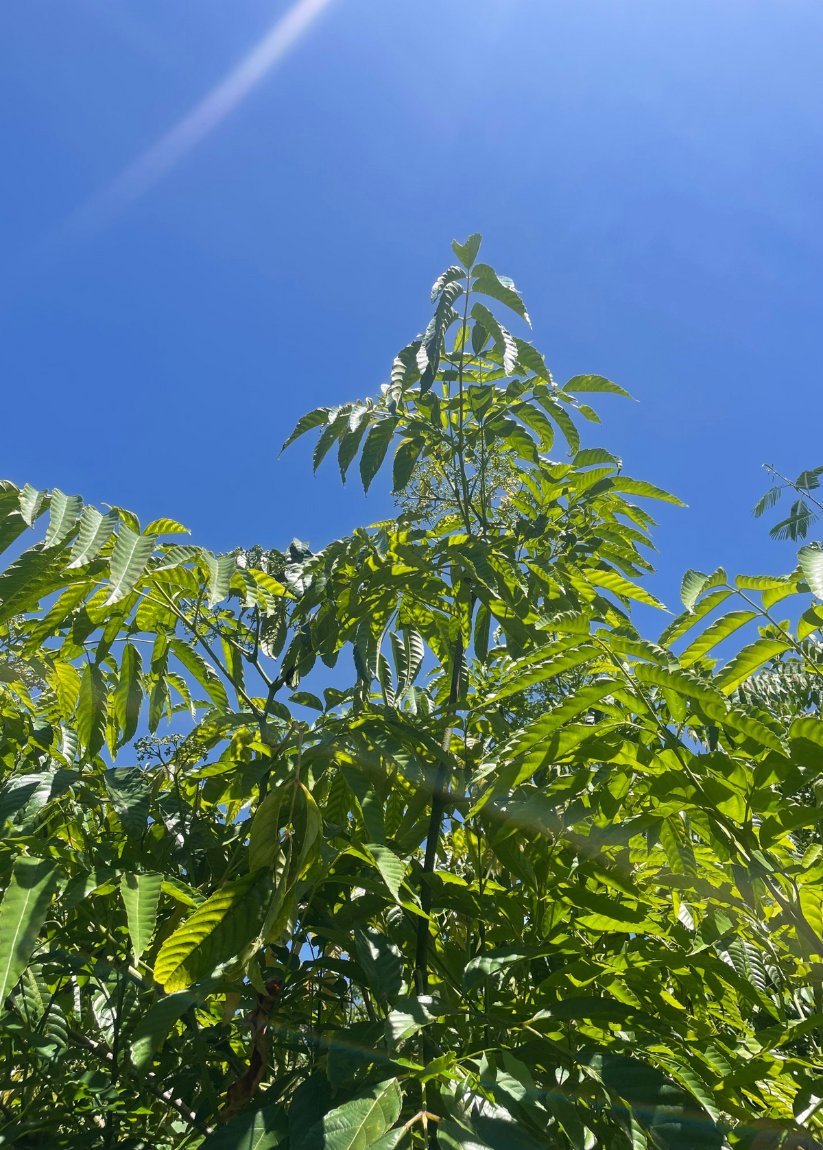 Bandicoot Berry tree (Leea indica) with glossy compound leaves against blue sky on Tampa Home & Garden Store