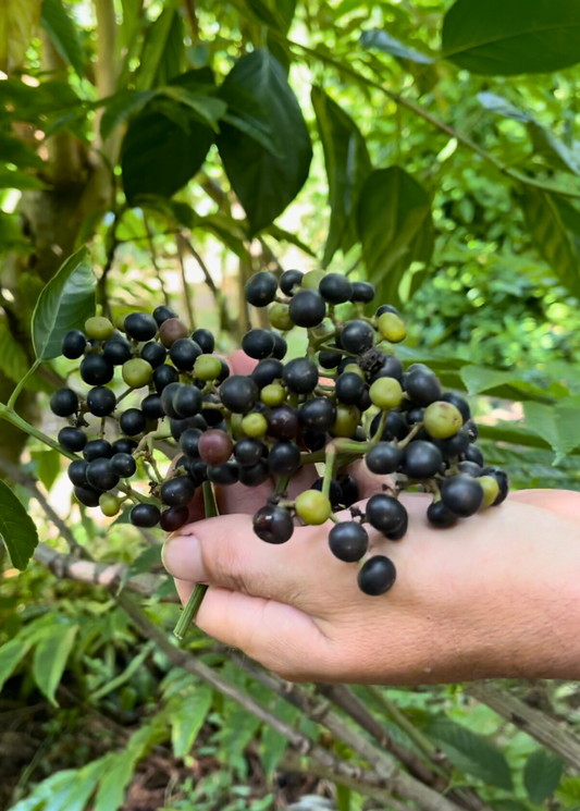 Bandicoot Berry (Leea indica) tropical fruit tree with dark berries in clusters from Sow Exotic on Tampa Home & Garden Store