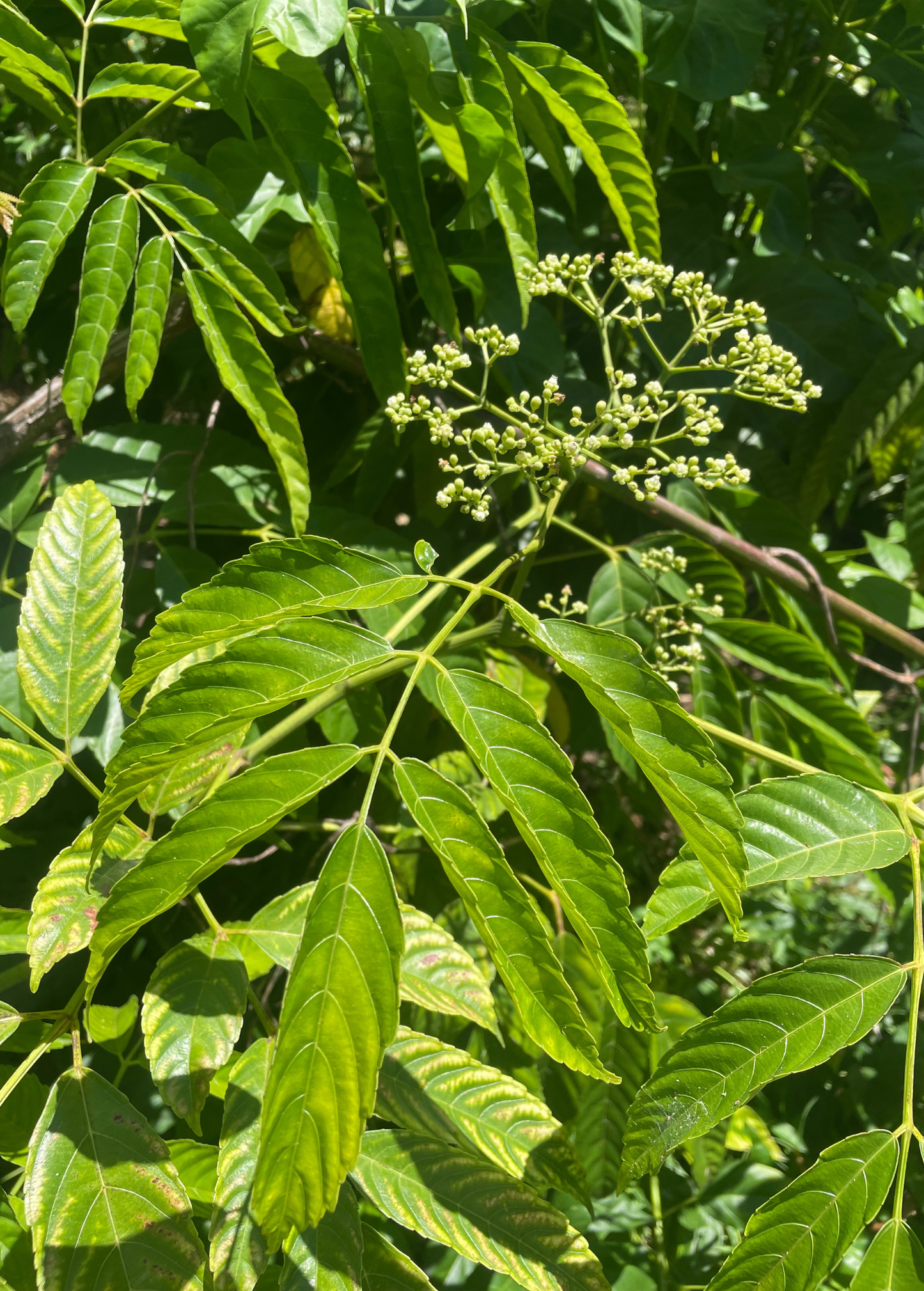 Bandicoot Berry Leea indica tropical fruit tree with pinnate green leaves on Tampa Home & Garden Store