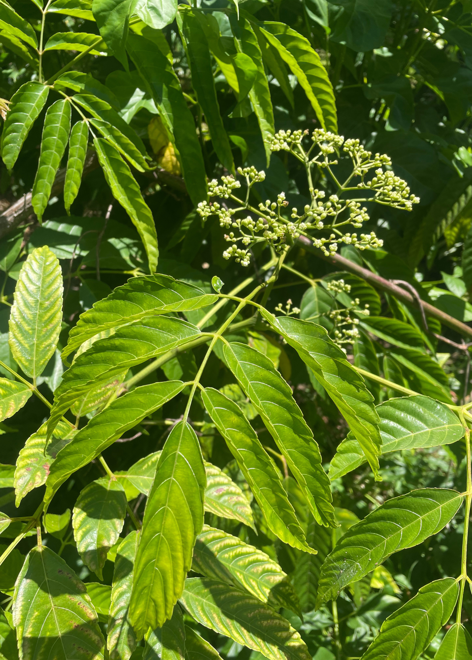 Bandicoot Berry Leea indica tropical fruit tree with pinnate green leaves on Tampa Home & Garden Store