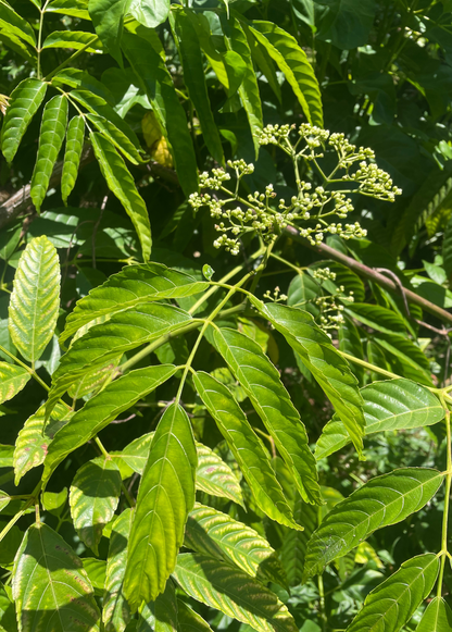Bandicoot Berry Leea indica tropical fruit tree with pinnate green leaves on Tampa Home & Garden Store