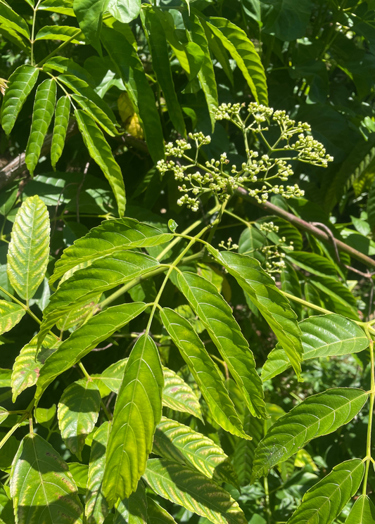 Bandicoot Berry Leea indica tropical fruit tree with pinnate green leaves on Tampa Home & Garden Store
