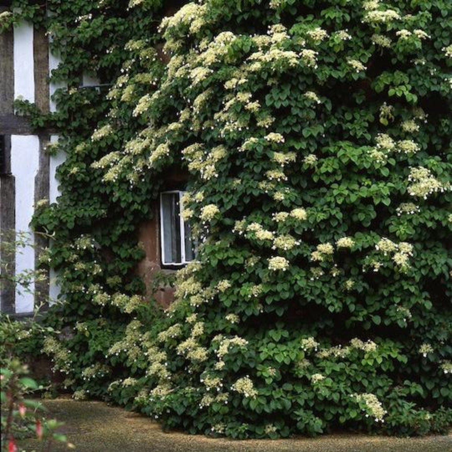 Barbara Ann Climbing Hydrangea plant with creamy flower clusters and foliage on a wall on Tampa Home & Garden Store