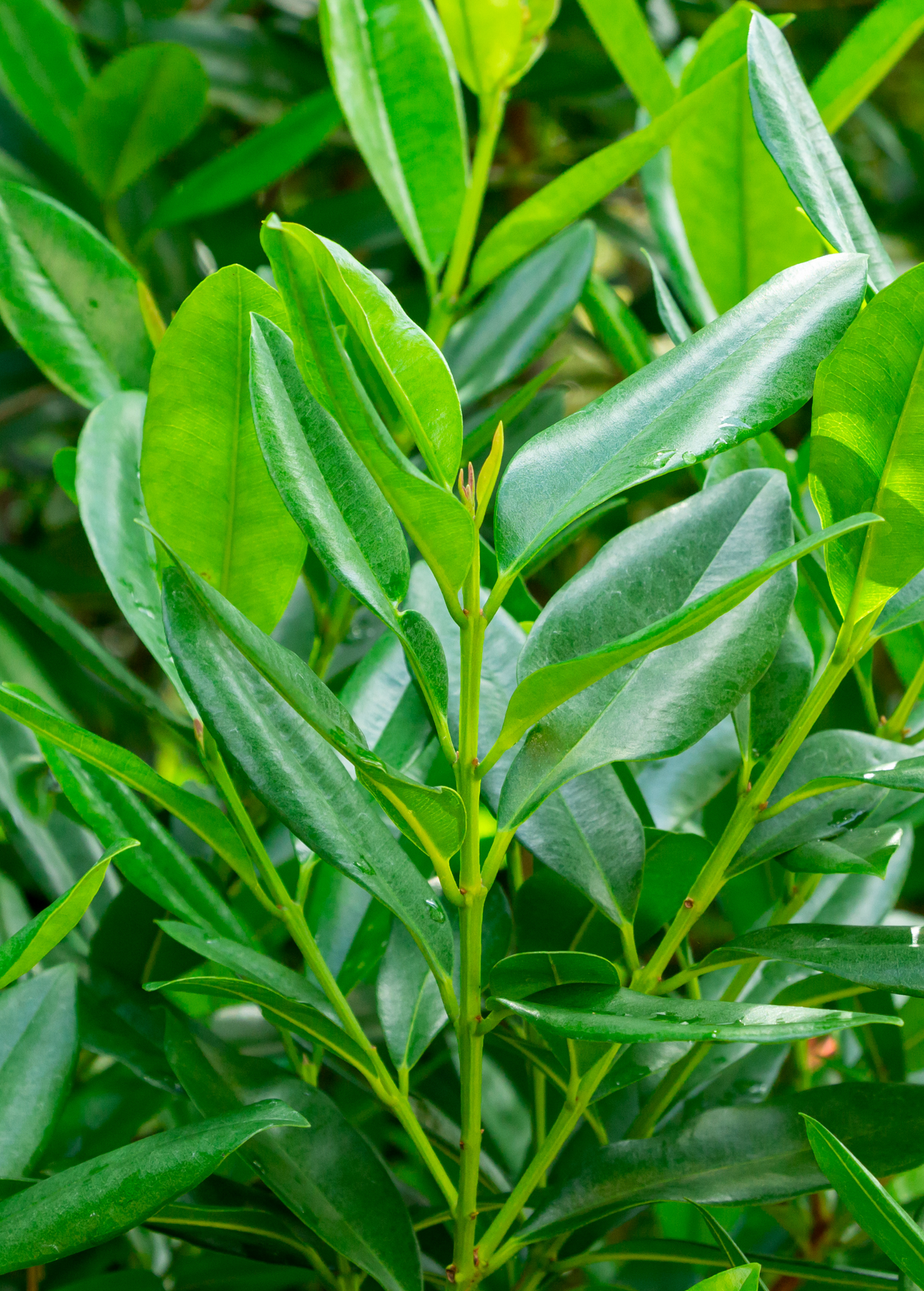 Bay Rum (Pimenta racemosa) - Tampa Home & Garden Store