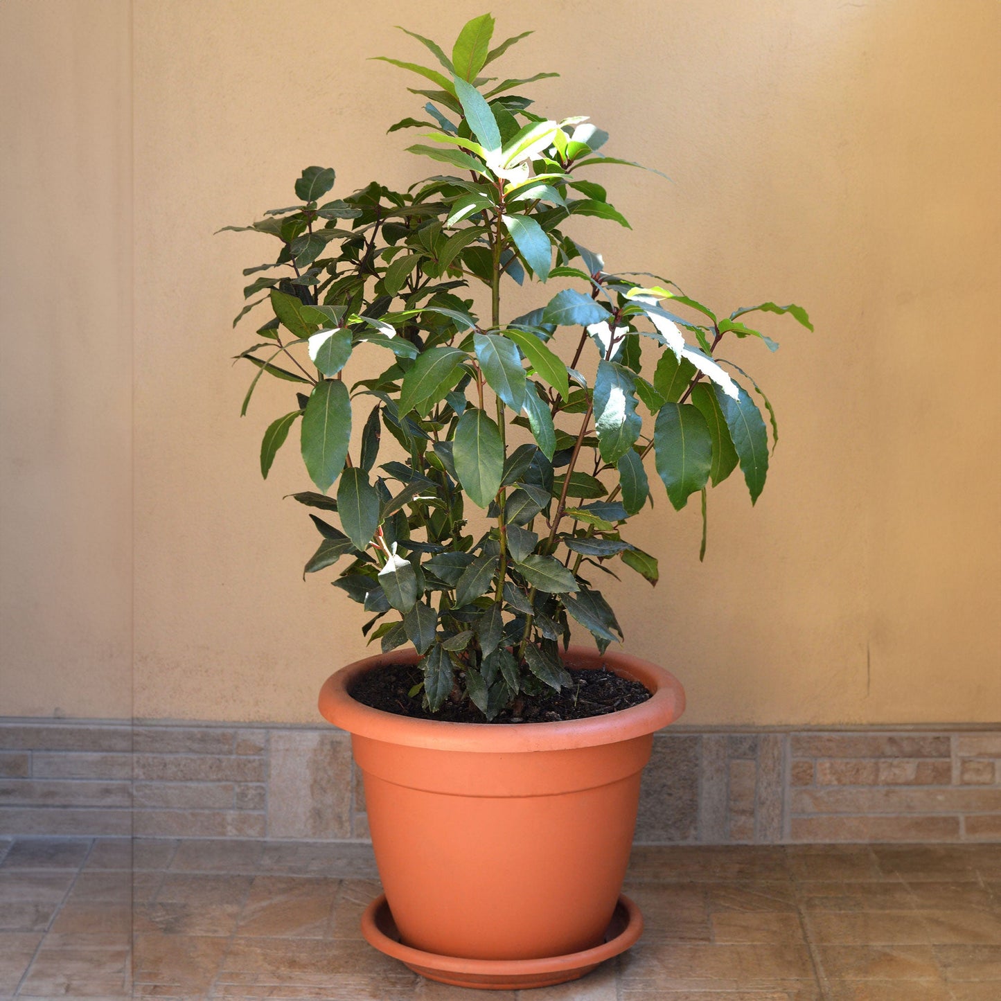 Bay Laurel plant in a terracotta pot with glossy green leaves outdoors on Tampa Home & Garden Store
